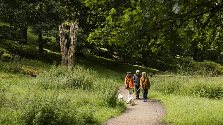 Three people walk two small white dogs on leads through the woods at Lyme on a bright sunny day surrounded by greenery.
